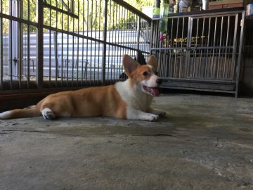 桃園柯基犬舍