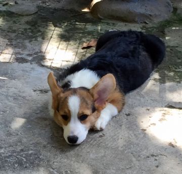 柯基犬舍