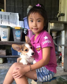 柯基犬舍