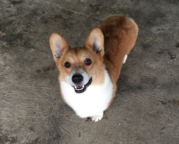 柯基犬舍