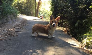 柯基犬舍