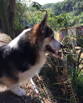 柯基犬舍