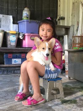 柯基犬