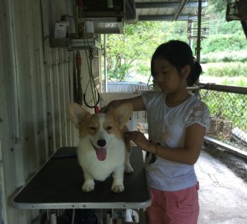柯基犬