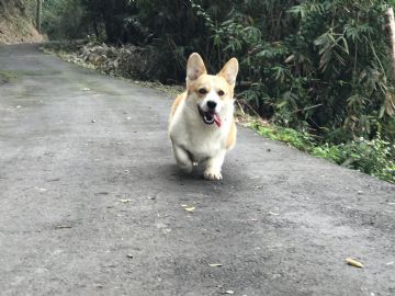 桃園柯基犬舍～KingDy
