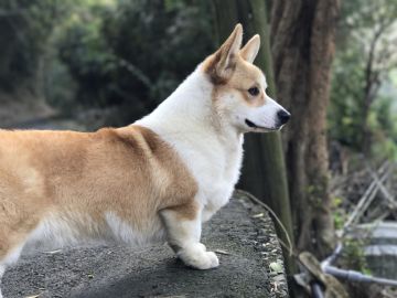 桃園柯基犬舍