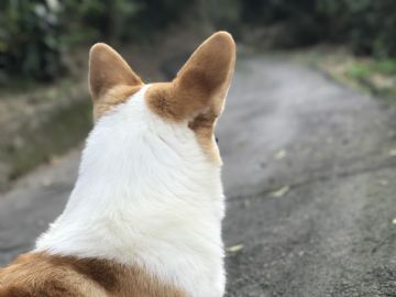 桃園柯基犬舍～ＫingDy