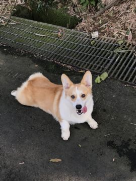 桃園柯基犬舍