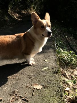 柯基犬舍