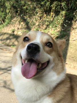 柯基犬舍