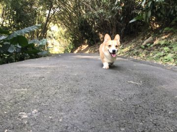 桃園柯基犬舍