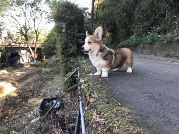 桃園柯基犬舍