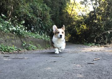 桃園柯基犬舍