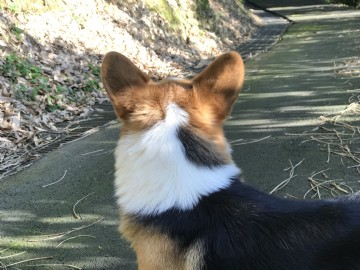 桃園柯基犬舍