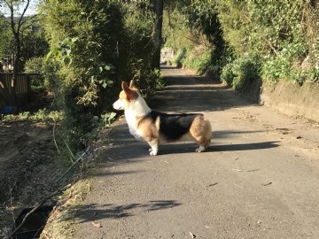 桃園柯基犬舍