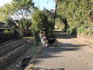 桃園柯基犬舍
