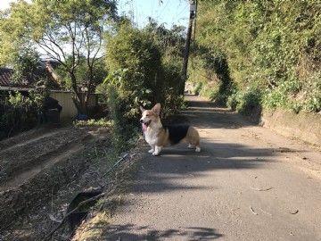 桃園柯基犬舍