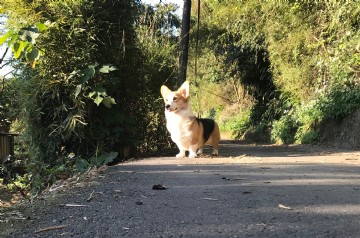 桃園柯基犬舍