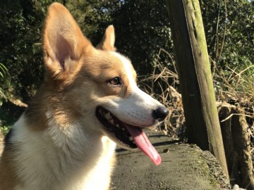 桃園柯基犬舍