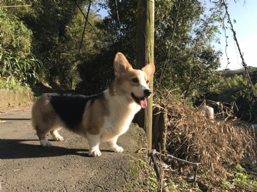 桃園柯基犬舍