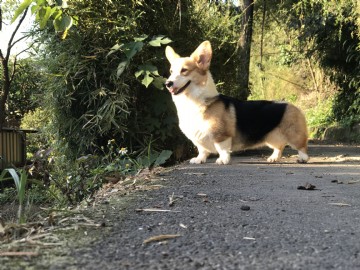 桃園柯基犬舍