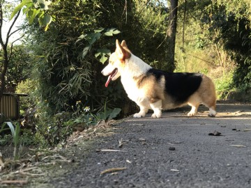 桃園柯基犬舍
