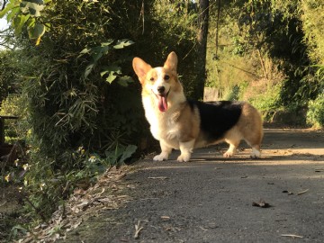 桃園柯基犬舍