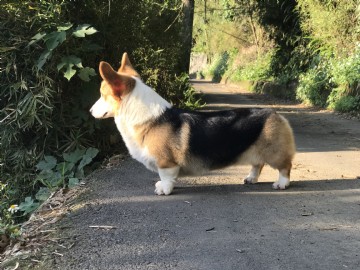 桃園柯基犬舍