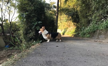桃園柯基犬舍