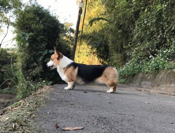 桃園柯基犬舍