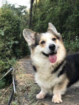 桃園柯基犬舍