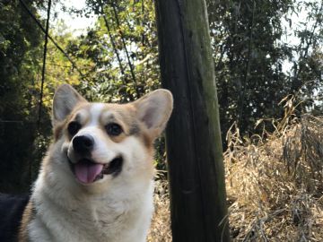 桃園柯基犬舍