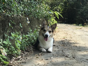 桃園柯基犬舍