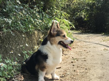 桃園柯基犬舍