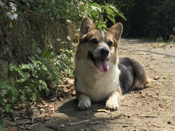 桃園柯基犬舍