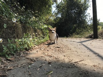 桃園柯基犬舍