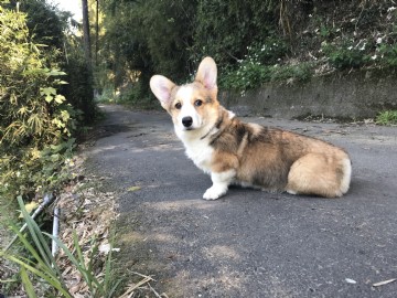 桃園柯基犬舍