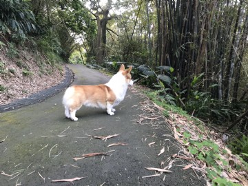 桃園柯基犬舍