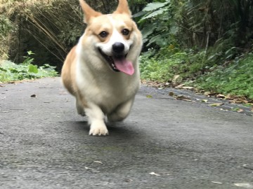 桃園柯基犬舍