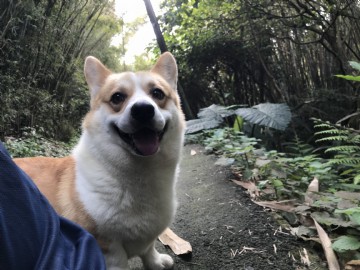 桃園柯基犬舍