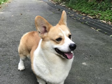 桃園柯基犬舍