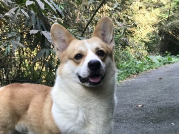 桃園柯基犬舍