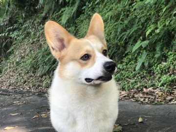 桃園柯基犬舍