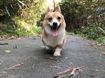 桃園柯基犬舍