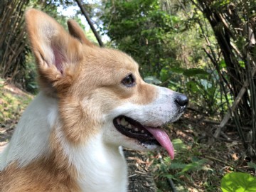 桃園柯基犬舍