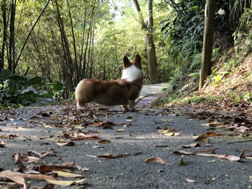 桃園柯基犬舍