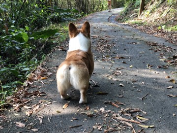 桃園柯基犬舍