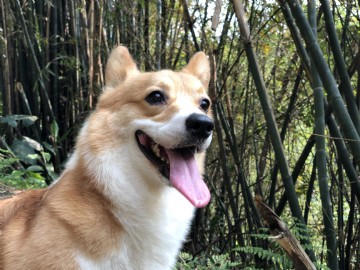 桃園柯基犬舍