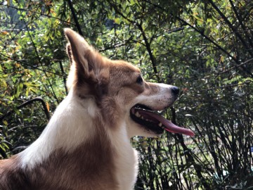 桃園柯基犬舍