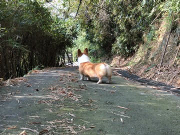 桃園柯基犬舍